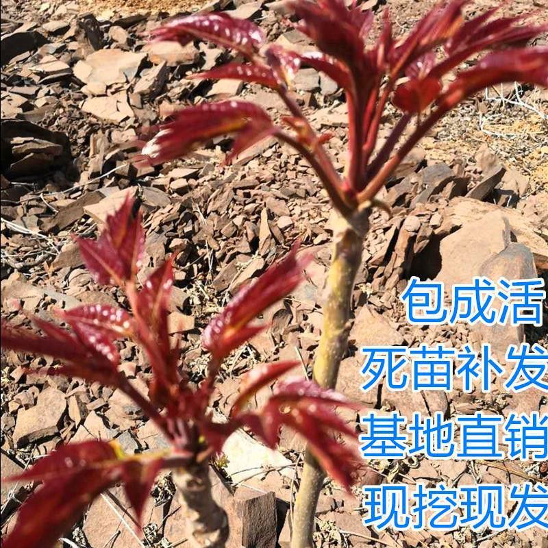 红油香椿苗四季食用香椿树苗盆栽地栽南北方种植