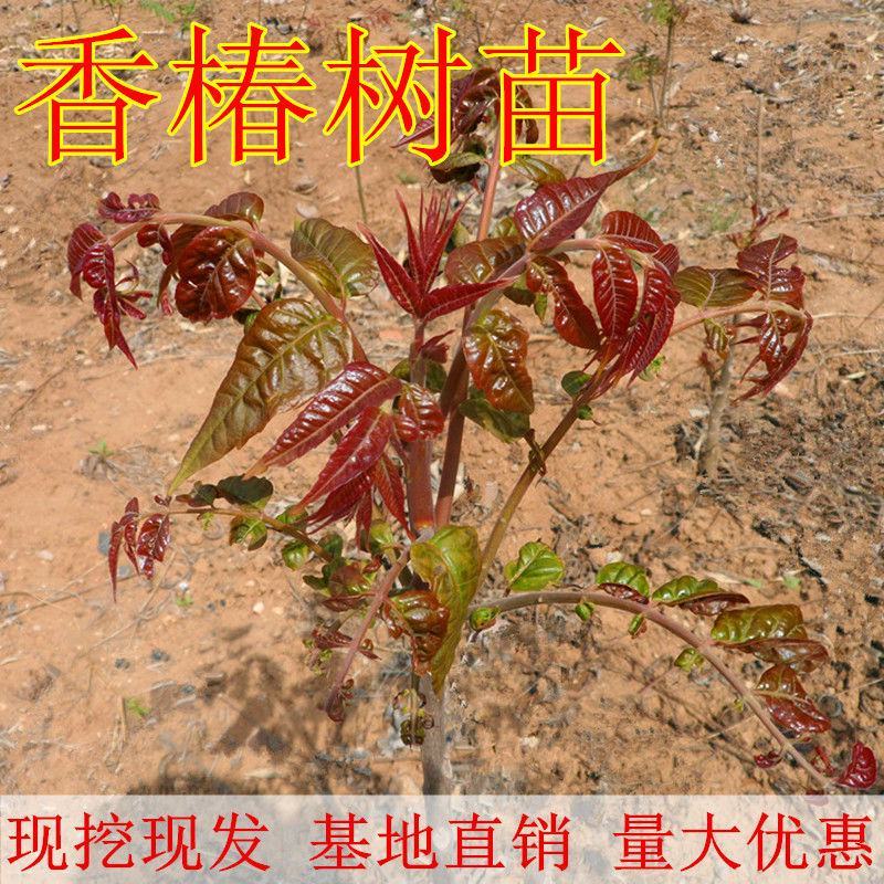 红油香椿苗四季食用香椿树苗盆栽地栽南北方种植