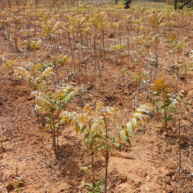 红油香椿苗四季食用香椿树苗盆栽地栽南北方种植