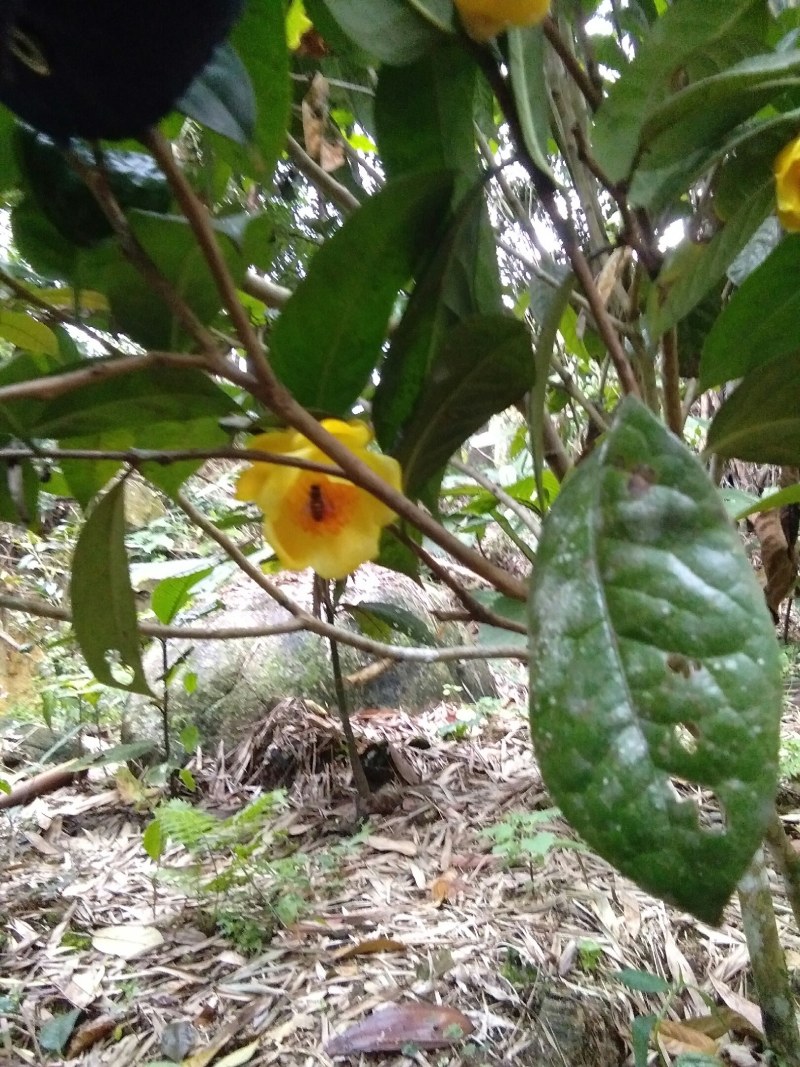 金花茶，防普烘干花来自广西防城港十万山自产