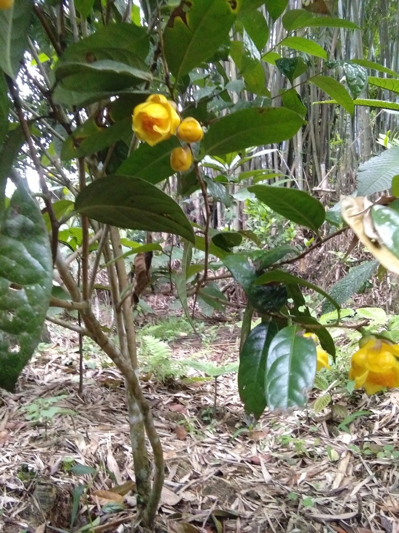 金花茶，防普烘干花来自广西防城港十万山自产