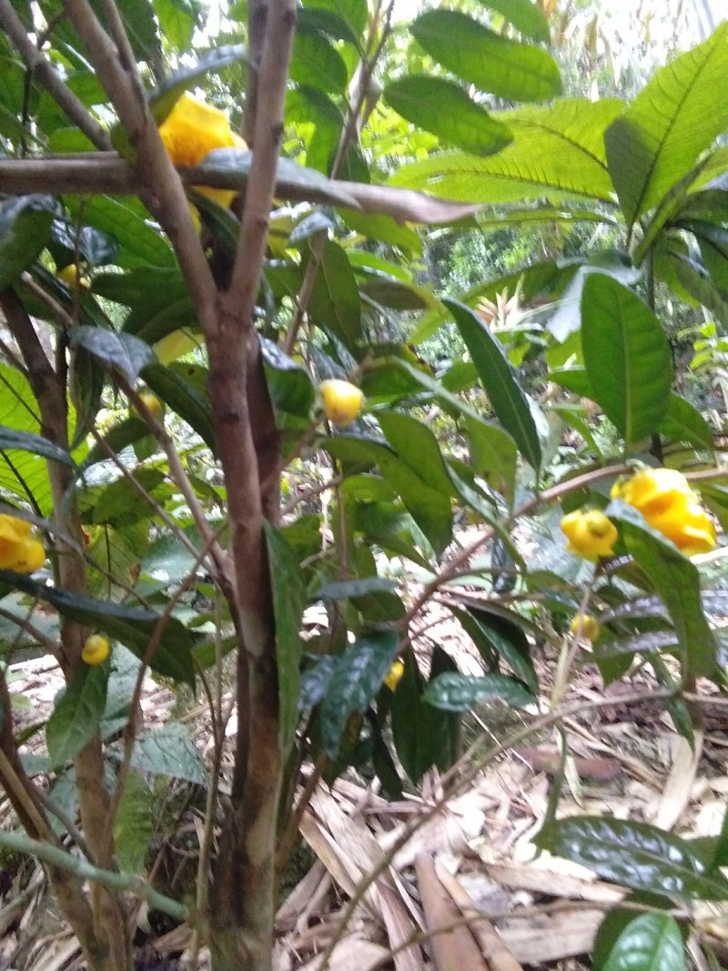 金花茶，防普烘干花来自广西防城港十万山自产