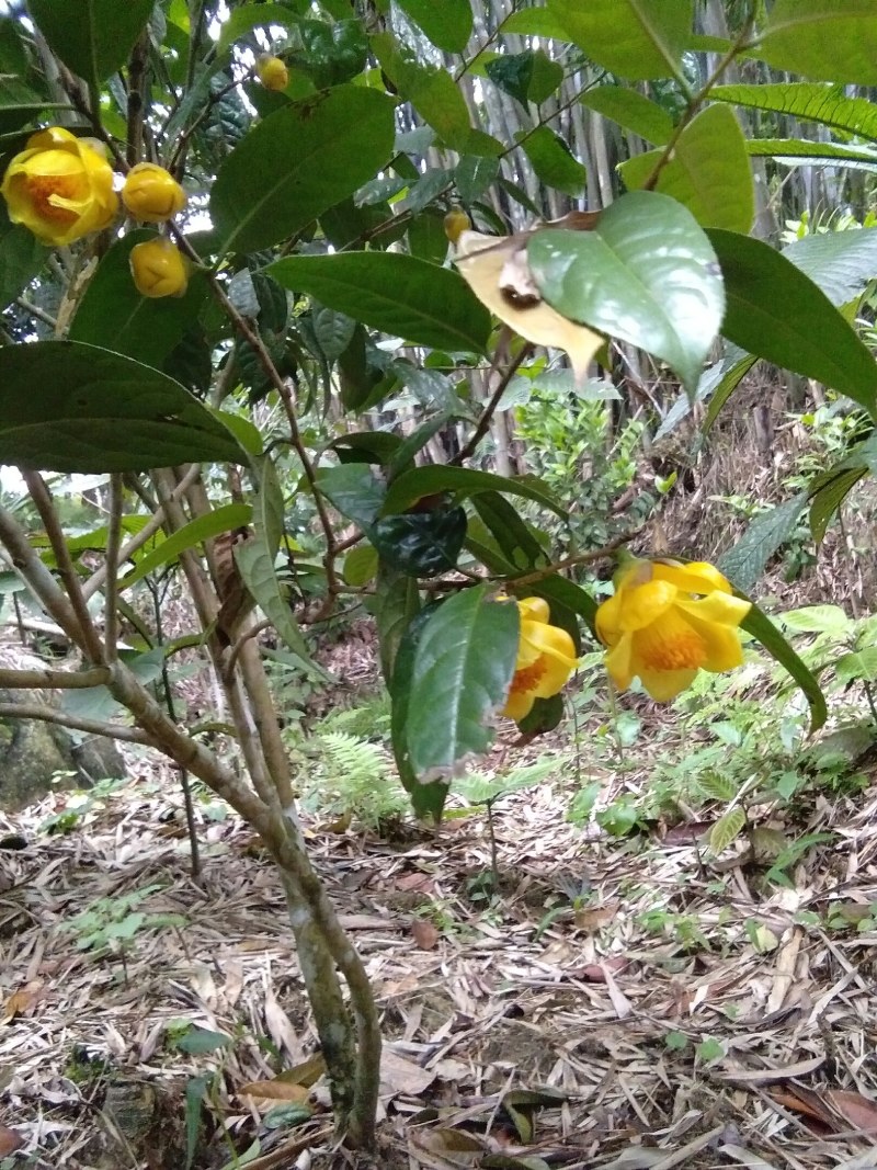 金花茶，防普烘干花来自广西防城港十万山自产