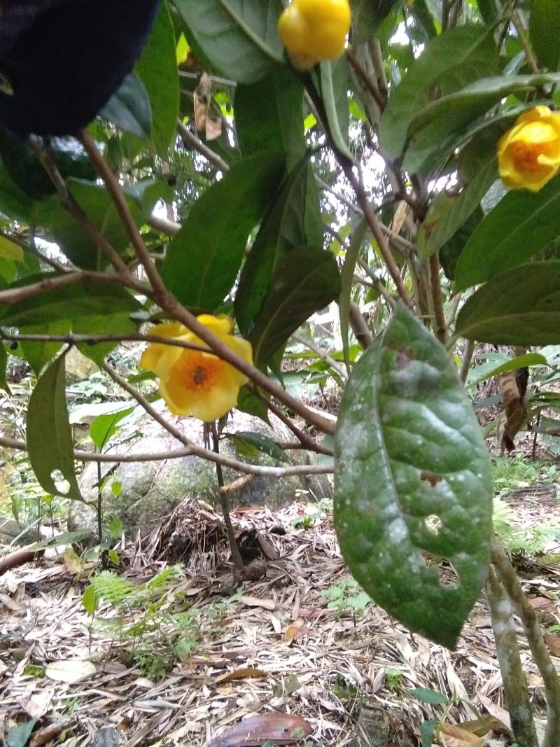 金花茶，防普烘干花来自广西防城港十万山自产