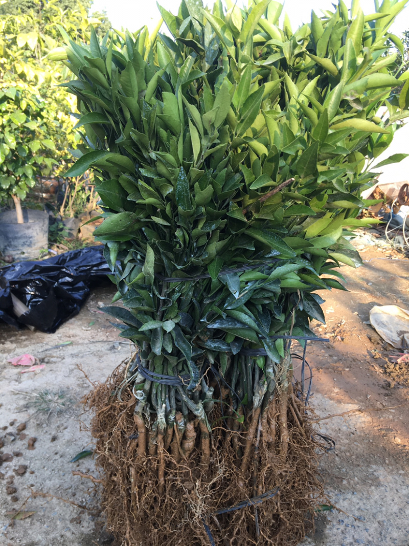 【精品】正宗广东新会柑苗，茶枝柑苗，也称陈皮柑，产地直发！
