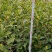 【精选】优质湘林长林系列、三华系列油茶苗大量上市欢迎选购