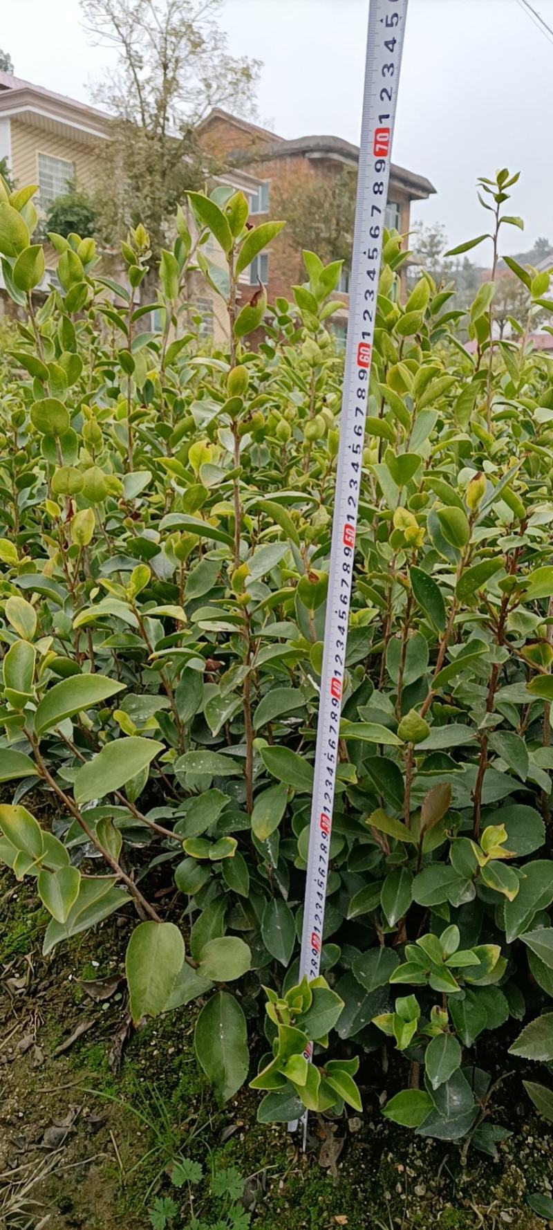 【精选】优质湘林长林系列、三华系列油茶苗大量上市欢迎选购