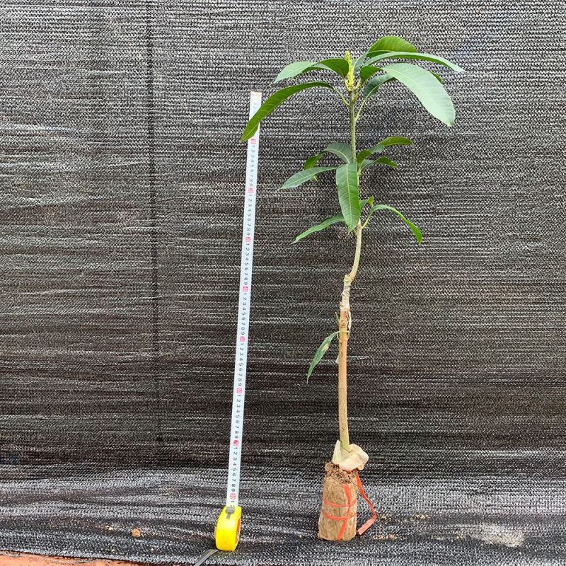 长期出售芒果苗，有需要的老板联系我