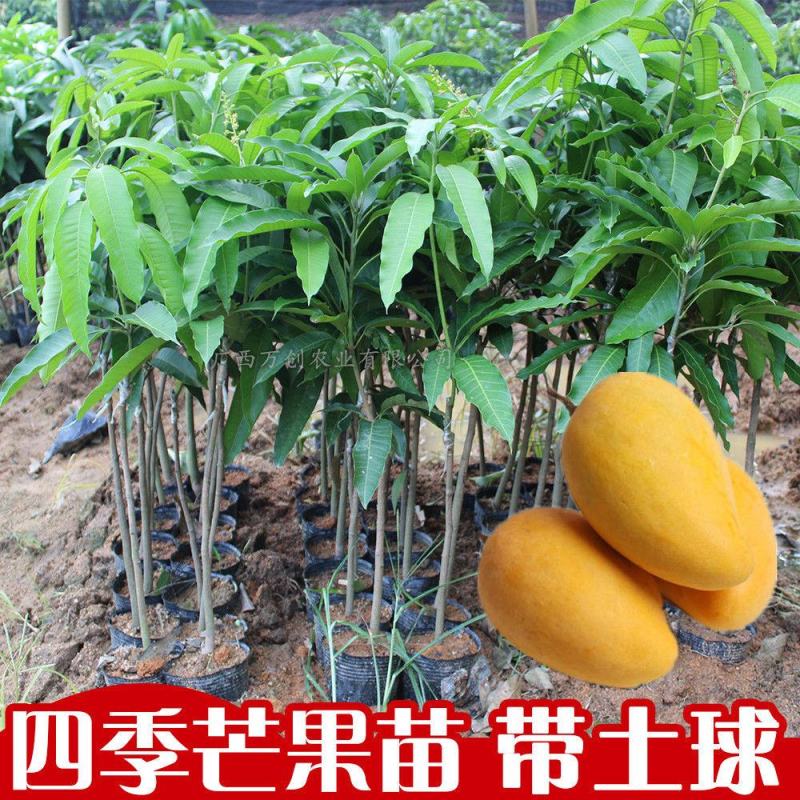 长期出售芒果苗，有需要的老板联系我