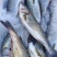 海鲈鱼新鲜冰鲜鲜活寨花鱼鲈板鱼花鲈鱼海鲜水产