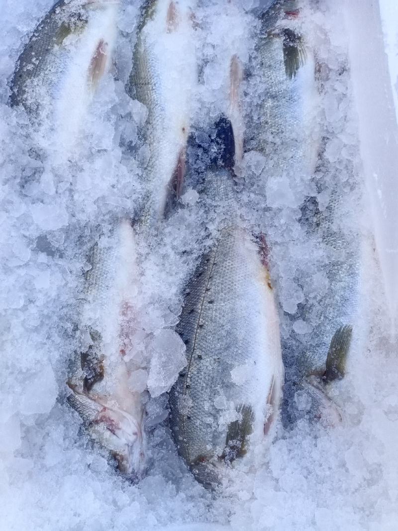 海鲈鱼新鲜冰鲜鲜活寨花鱼鲈板鱼花鲈鱼海鲜水产