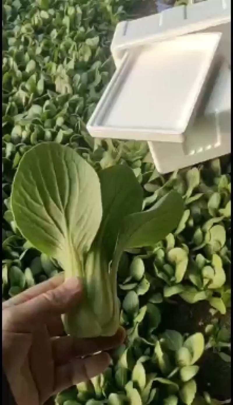 上海青（唐菜），精品唐菜质量好，价格美丽，保证质量，产地