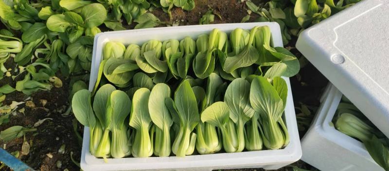 上海青（唐菜），精品唐菜质量好，价格美丽，保证质量，产地