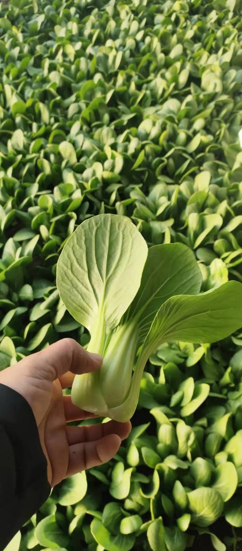 上海青（唐菜），精品唐菜质量好，价格美丽，保证质量，产地