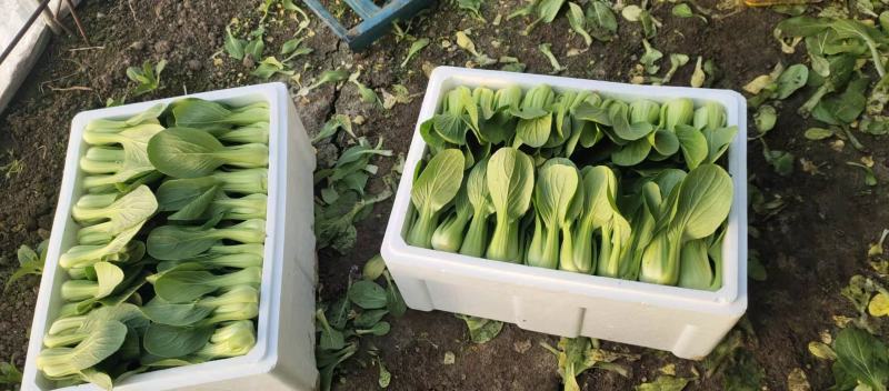 上海青（唐菜），精品唐菜质量好，价格美丽，保证质量，产地