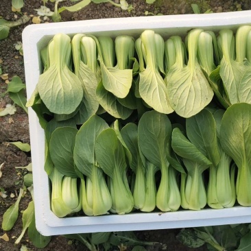 上海青（唐菜），精品唐菜质量好，价格美丽，保证质量，产地