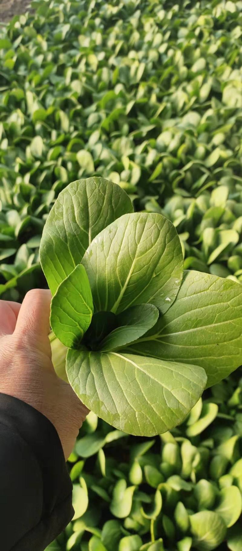 上海青（唐菜），精品唐菜质量好，价格美丽，保证质量，产地