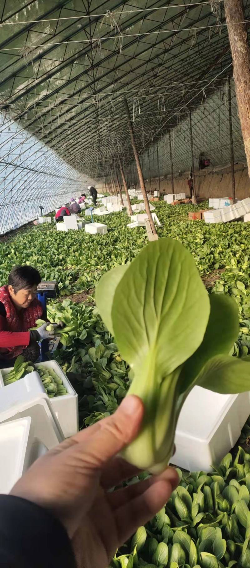 上海青（唐菜），精品唐菜质量好，价格美丽，保证质量，产地