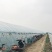 鄠邑区🇨🇳红根蒜苗40cm左右，粗壮均匀。