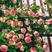 蔷薇花苗四季开花庭院藤本花卉特大爬墙玫瑰阳台盆栽