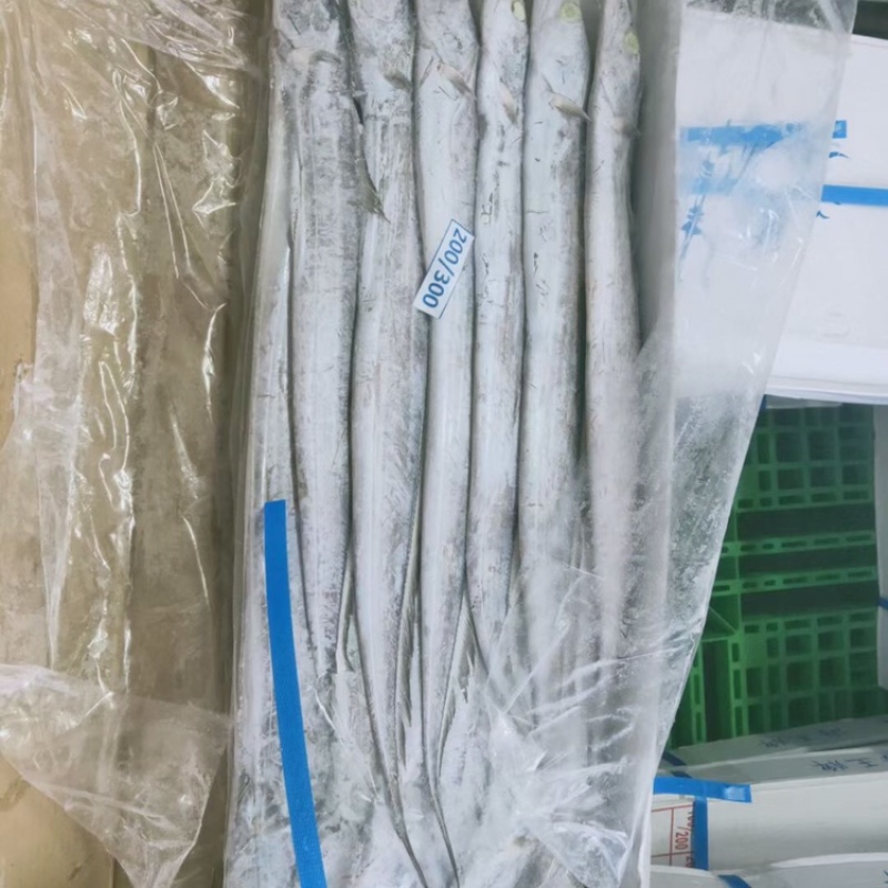 带鱼质量好，价格低，手续齐全，大量批发对接全国市场发货