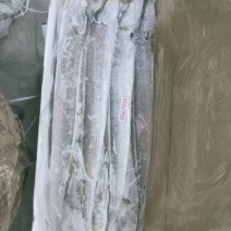 带鱼质量好，价格低，手续齐全，大量批发对接全国市场发货