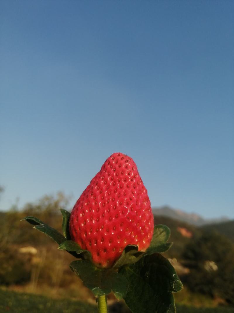大量批发供应冬草莓黔莓一号产地代办一件代发！