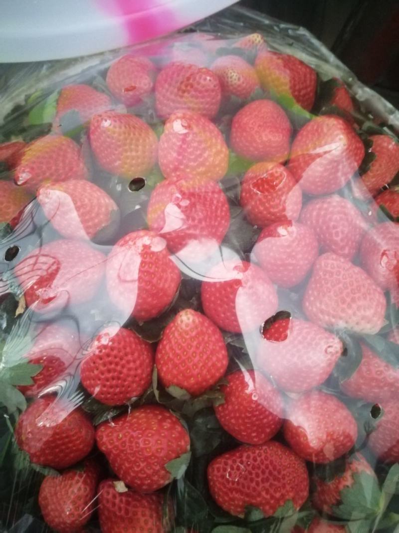 大量批发供应冬草莓黔莓一号产地代办一件代发！