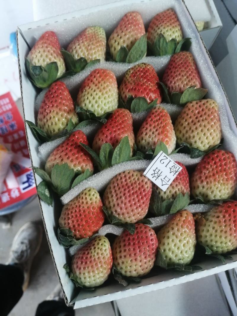 大量批发供应冬草莓黔莓一号产地代办一件代发！