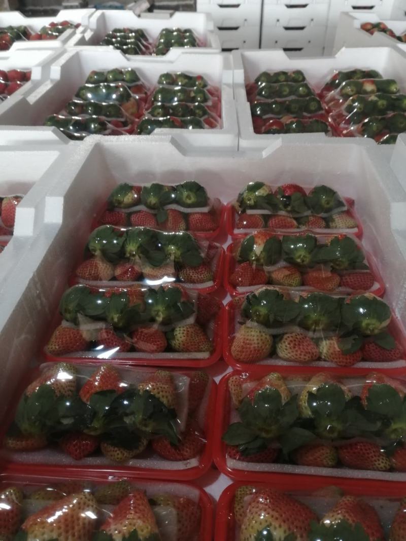 大量批发供应冬草莓黔莓一号产地代办一件代发！