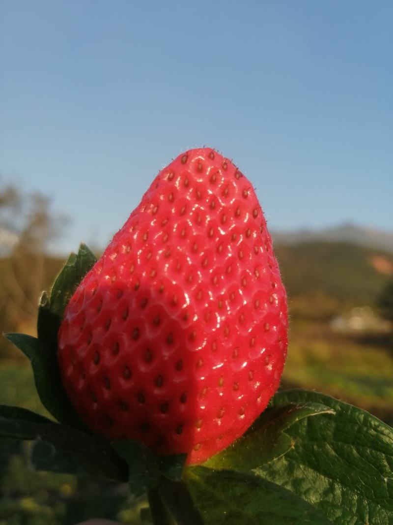 大量批发供应冬草莓黔莓一号产地代办一件代发！