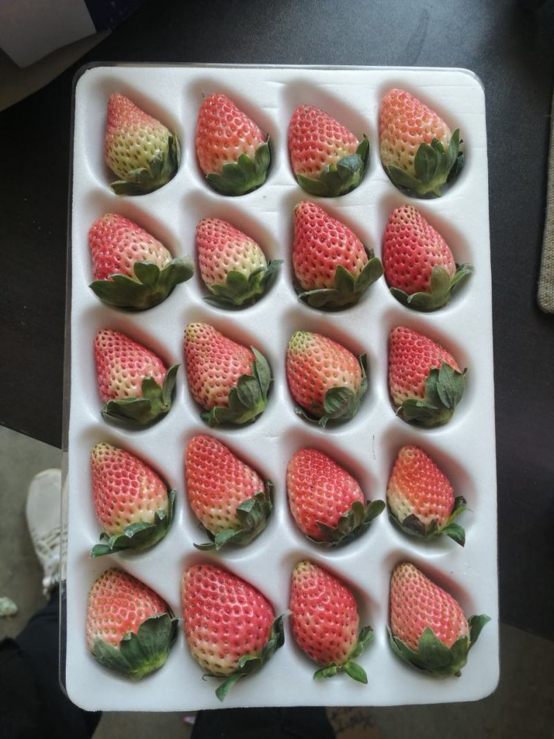 大量批发供应冬草莓黔莓一号产地代办一件代发！