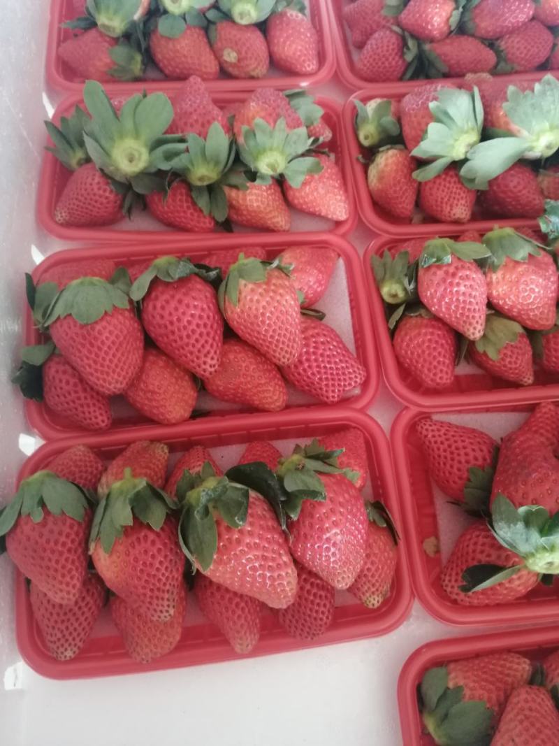 大量批发供应冬草莓黔莓一号产地代办一件代发！