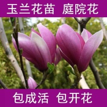 玉兰花（红，黄，粉，白）)盆景庭院南北适种