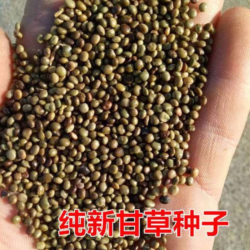 甘草种子甜草根耐寒抗旱庭院盆栽阳台种植中草药种籽春秋四季