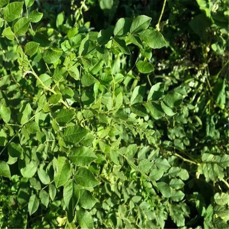 甘草种子甜草根耐寒抗旱庭院盆栽阳台种植中草药种籽春秋四季