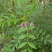 甘草种子甜草根耐寒抗旱庭院盆栽阳台种植中草药种籽春秋四季