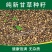 甘草种子甜草根耐寒抗旱庭院盆栽阳台种植中草药种籽春秋四季