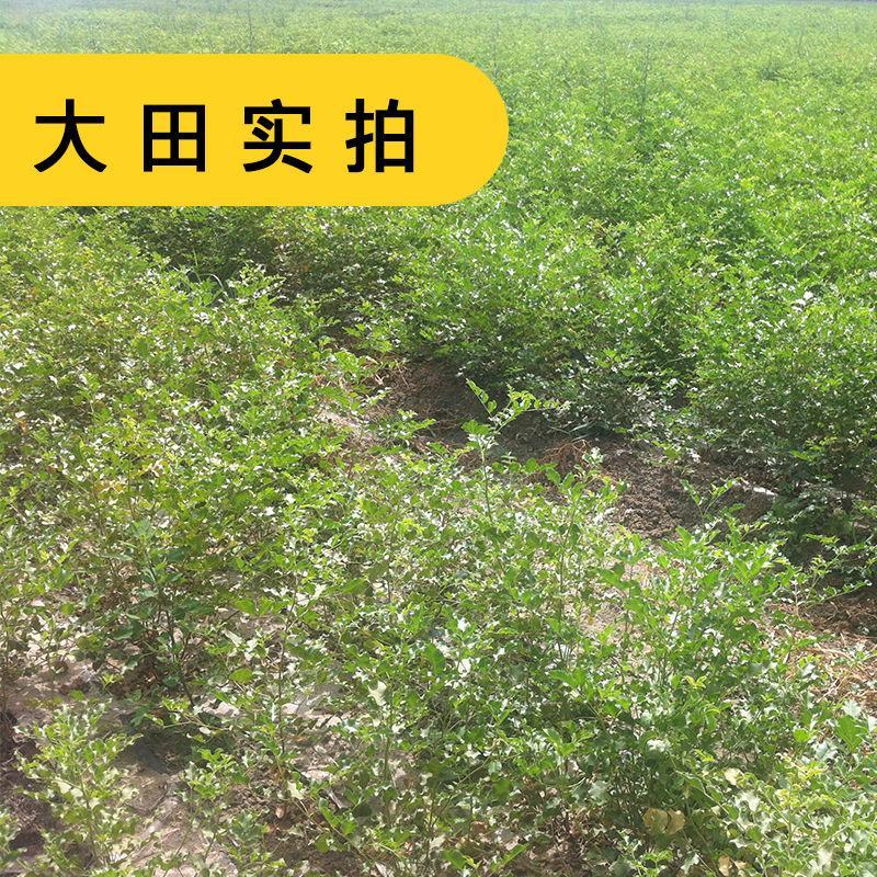 甘草种子甜草根耐寒抗旱庭院盆栽阳台种植中草药种籽春秋四季