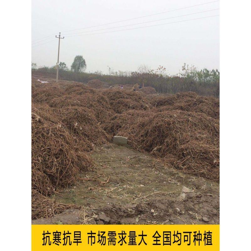甘草种子甜草根耐寒抗旱庭院盆栽阳台种植中草药种籽春秋四季
