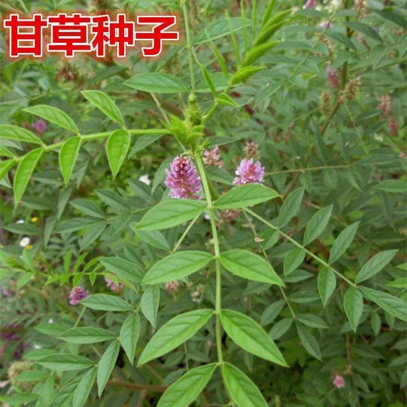 甘草种子甜草根耐寒抗旱庭院盆栽阳台种植中草药种籽春秋四季