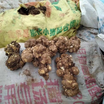 土茯苓，白心，主要用于制作茯苓丁，