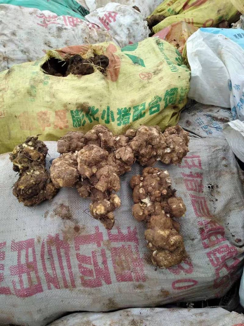 土茯苓，白心，主要用于制作茯苓丁，
