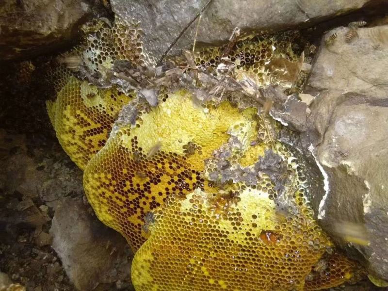 农家蜂蜜正宗野生土蜂蜜土蜂蜜罐装野生土蜂蜜