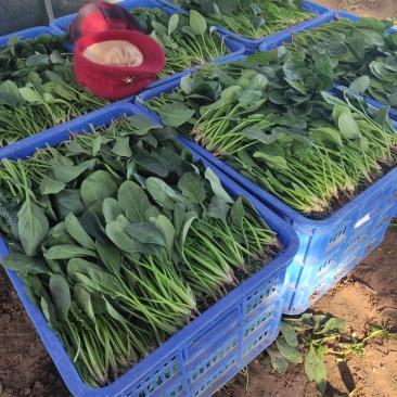 越冬菠菜……品质优越