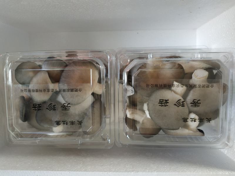 菌菇礼盒，新鲜食用菌组合，松茸，金耳，鸡枞，秀珍菇