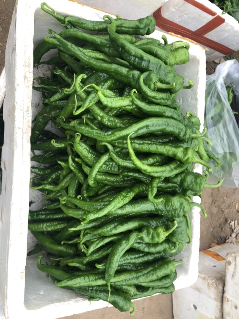 陇椒螺丝椒大量上市，陇椒产地直供，大棚种植，货源充足