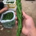 陇椒螺丝椒大量上市，陇椒产地直供，大棚种植，货源充足