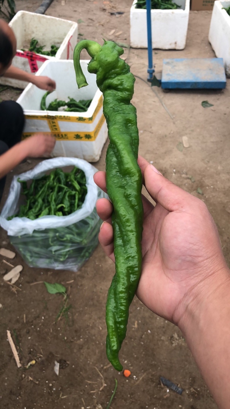 陇椒螺丝椒大量上市，陇椒产地直供，大棚种植，货源充足