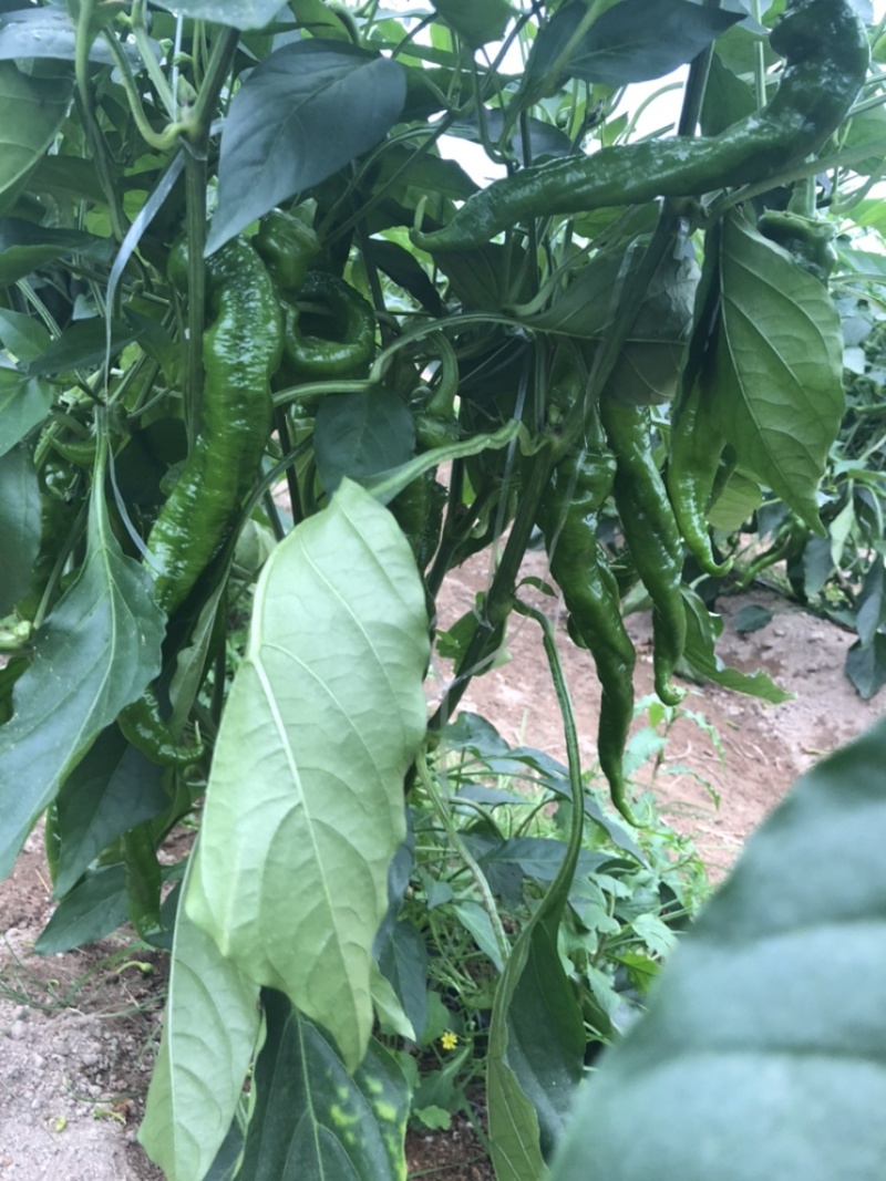 陇椒螺丝椒大量上市，陇椒产地直供，大棚种植，货源充足